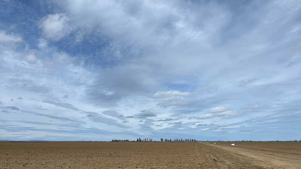 yolo-fields